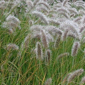 Vente Herbe aux écouvillons - Pennisetum