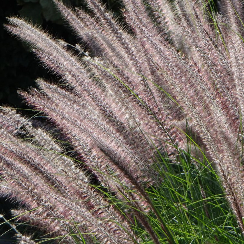 Pennisetum - Herbe aux écouvillons Karley Rose ® - Pennisetum - Pennisetum orientale Karley Rose ®