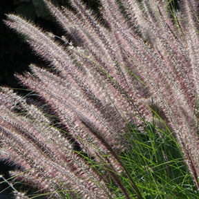 Pennisetum - Herbe aux écouvillons Karley Rose ® - Pennisetum - Pennisetum orientale Karley Rose ®