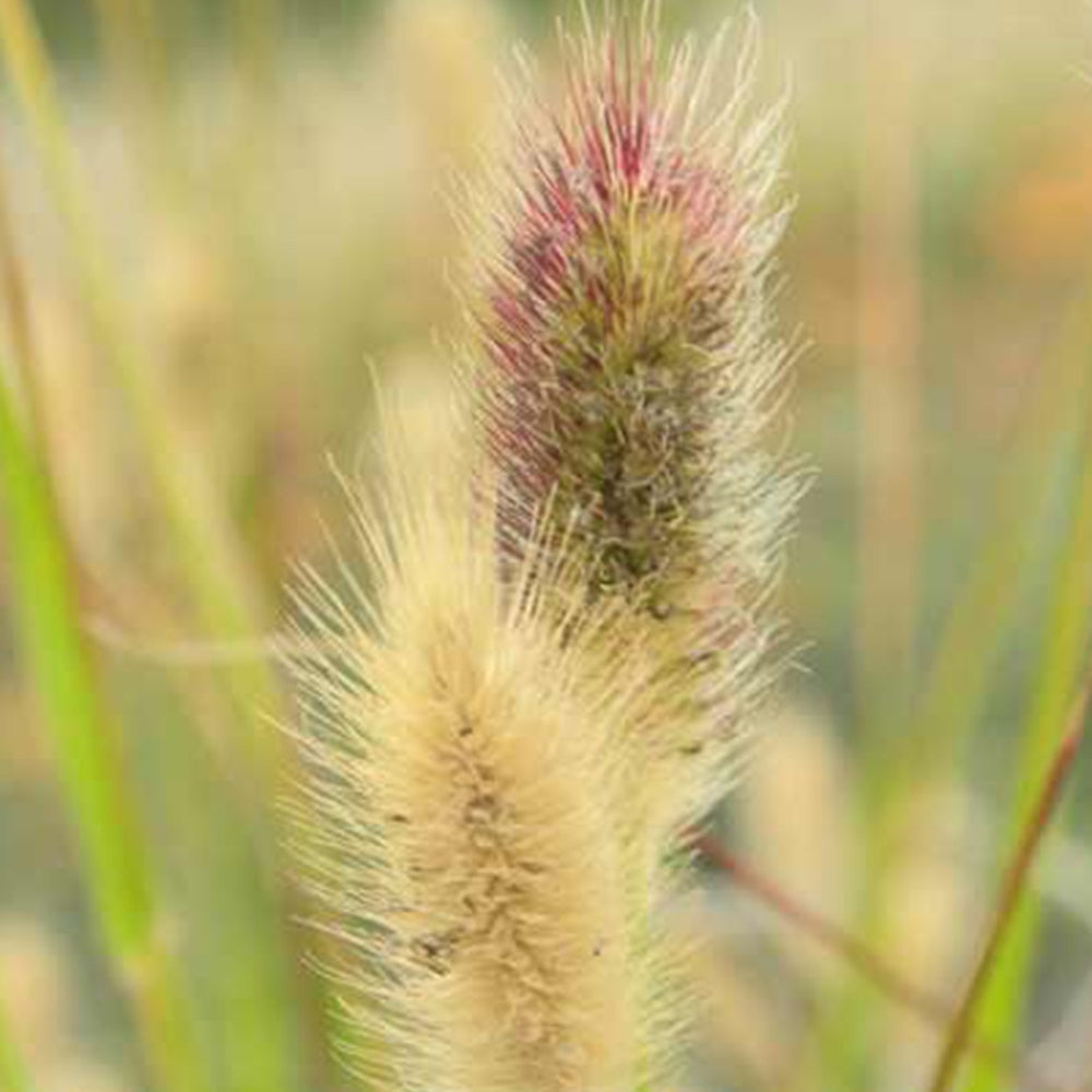 Pennisetum thunbergii Red Buttons - Herbe aux écouvillons Red Buttons - Pennisetum - Pennisetum
