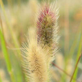 Pennisetum thunbergii Red Buttons - Herbe aux écouvillons Red Buttons - Pennisetum - Pennisetum