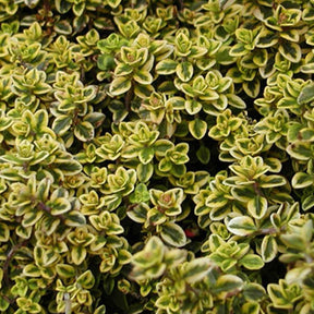 Thym citron doré - Willemse