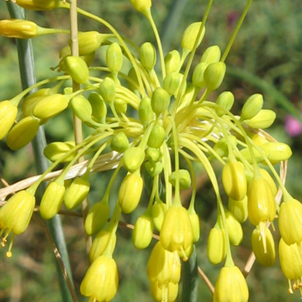 Fleurs vivaces - Ail jaune - Allium flavum