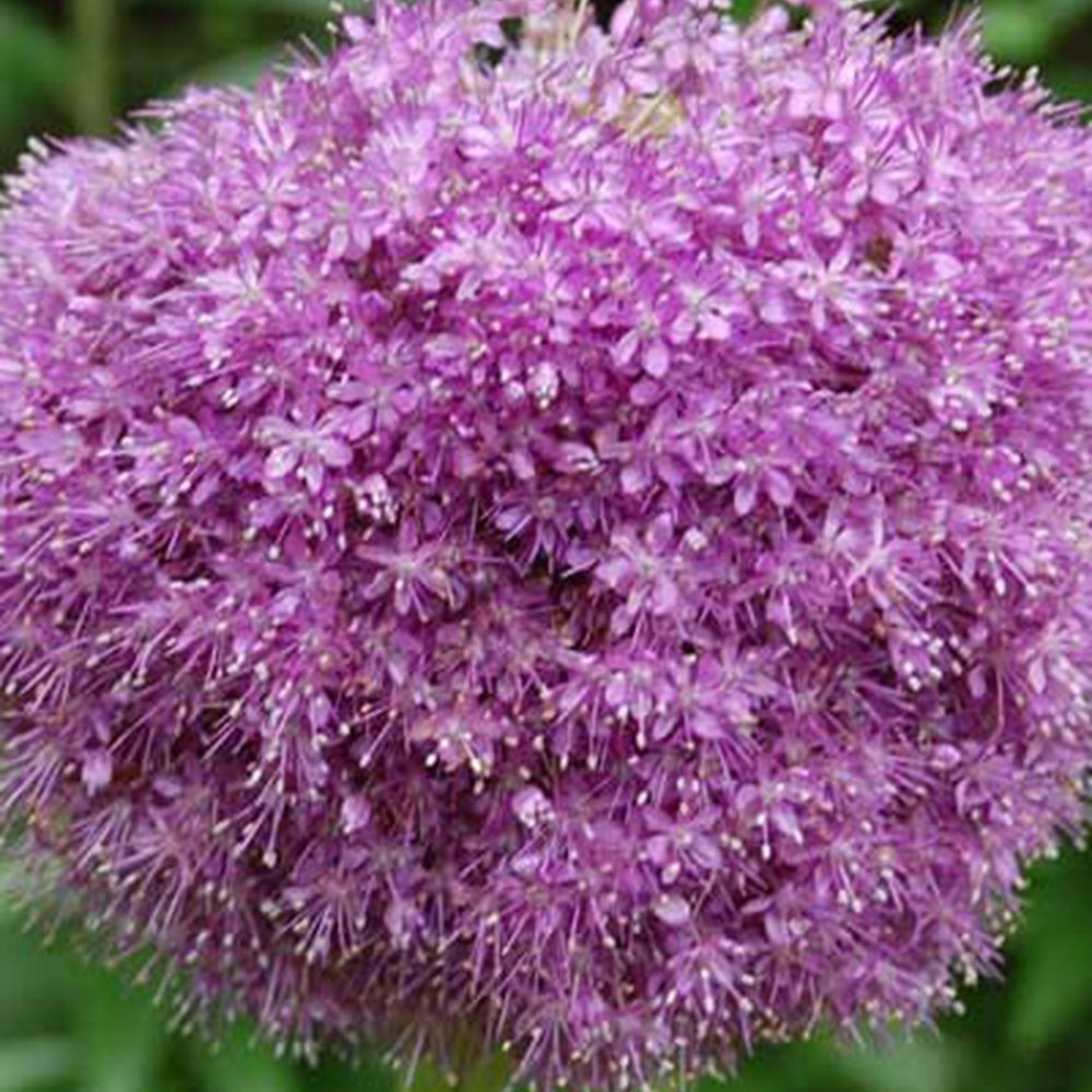 Allium - Ail géant de l'Himalaya - Allium giganteum