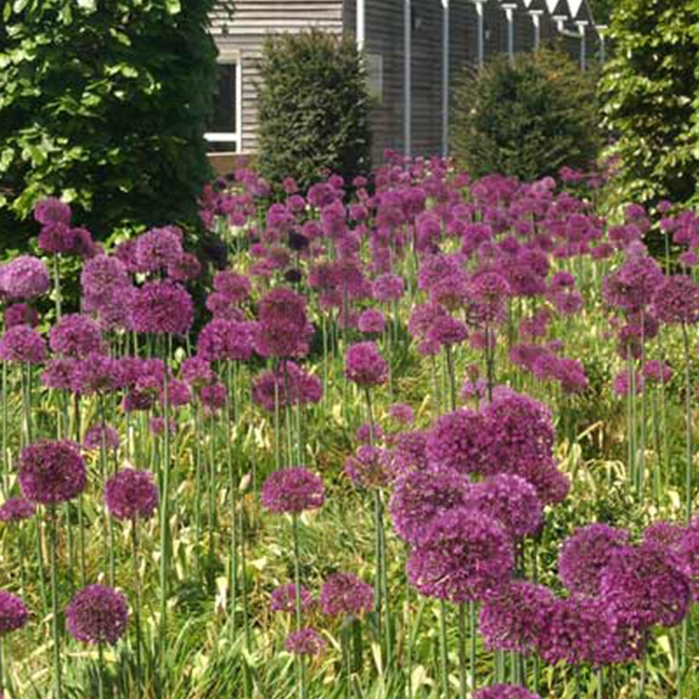 Ail géant de l'Himalaya - Allium giganteum - Willemse
