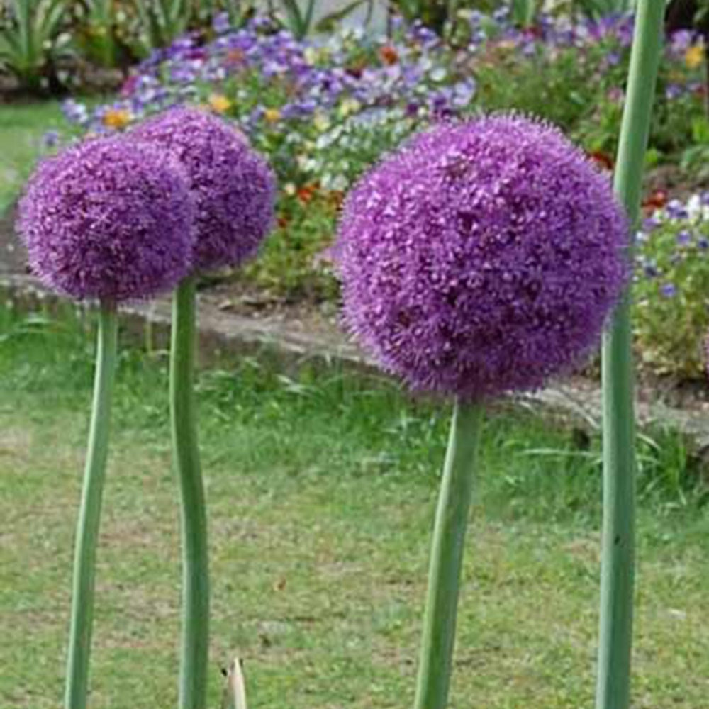 Allium giganteum - Ail géant de l'Himalaya - Allium