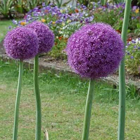 Allium giganteum - Ail géant de l'Himalaya - Allium