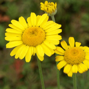 Anthemis tinctoria kelwayi - Anthemis tinctoria Kelwayi - Anthémis