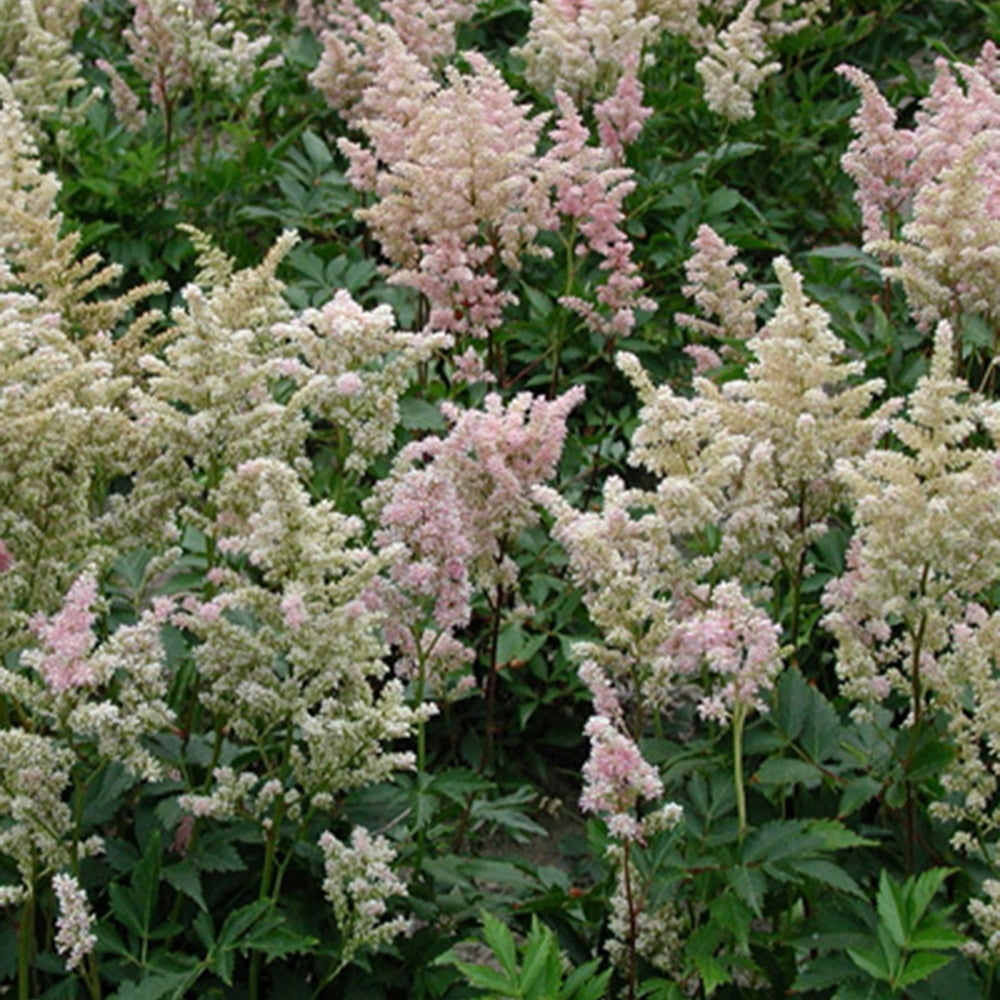 Astilbe japonica Peach Blossom - Willemse