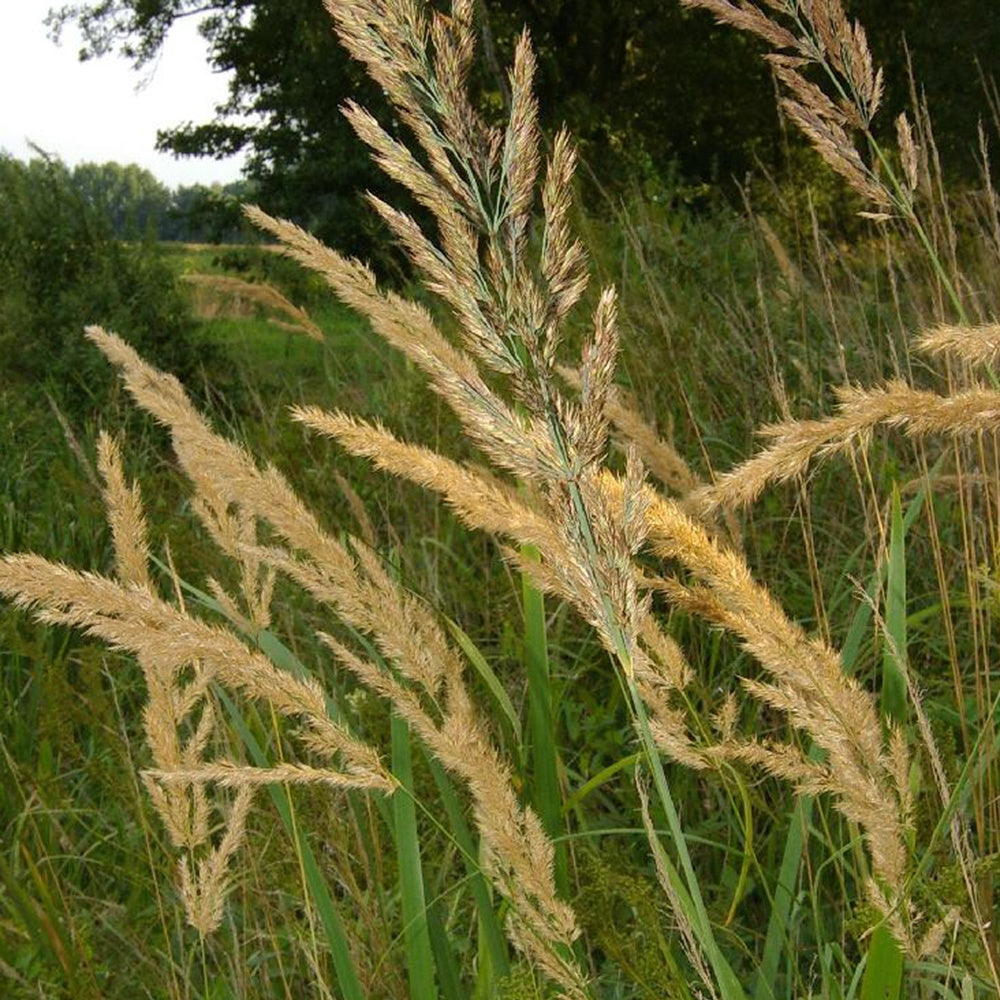 Roseau des bois - Willemse