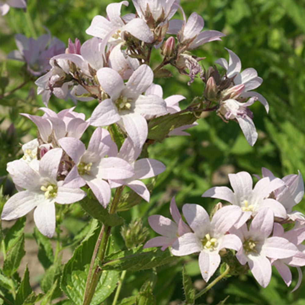 Campanule laiteuse Loddon Anna - Willemse