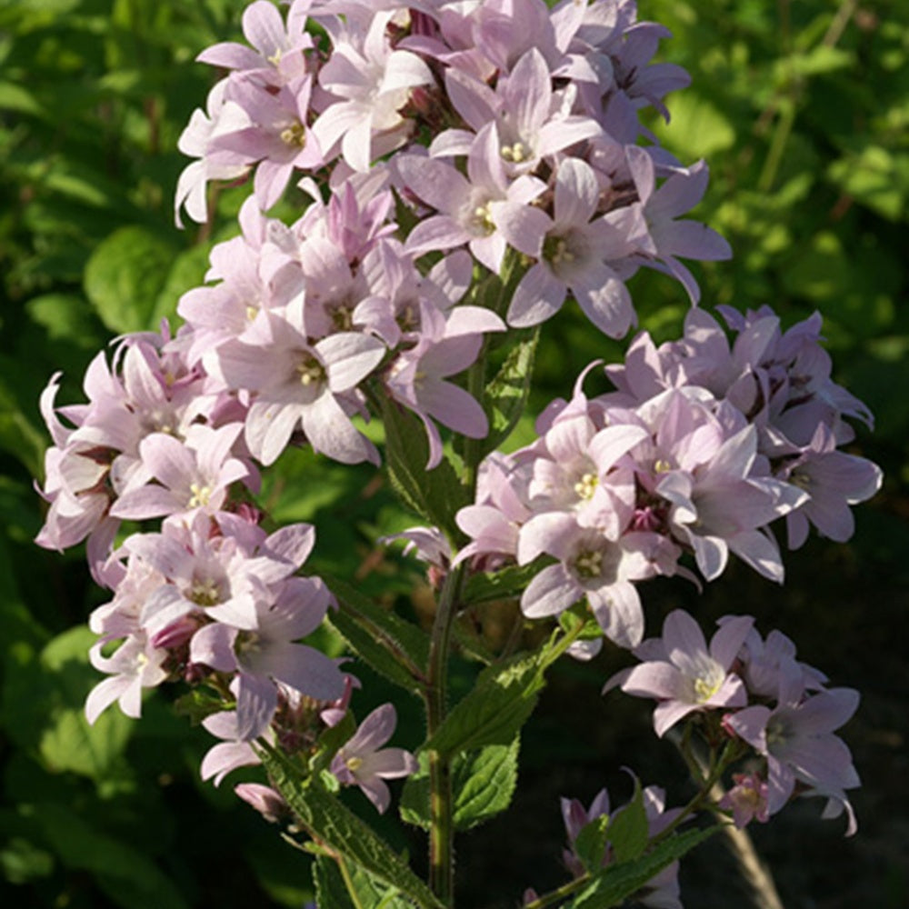 Campanule laiteuse Loddon Anna - Campanula lactiflora loddon anna - Willemse