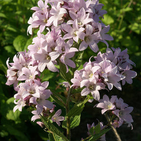 Campanule laiteuse Loddon Anna - Campanula lactiflora loddon anna - Willemse