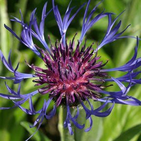 Vente Centaurée des montagnes - Centaurea montana