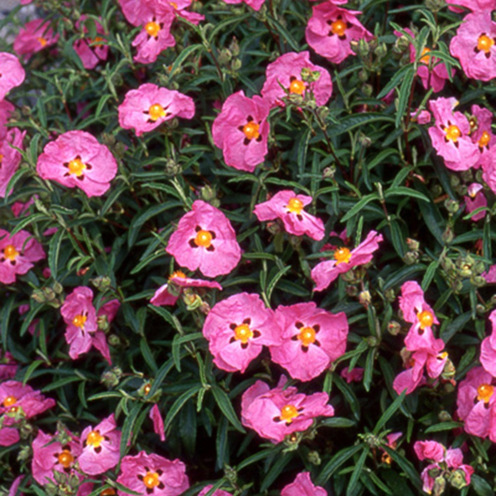 Vente Ciste pourpre - Cistus purpureus