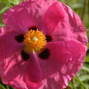 Ciste - Ciste pourpre - Cistus purpureus