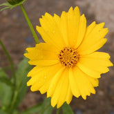 Coreopsis à grandes fleurs Etoile d'Or - Willemse