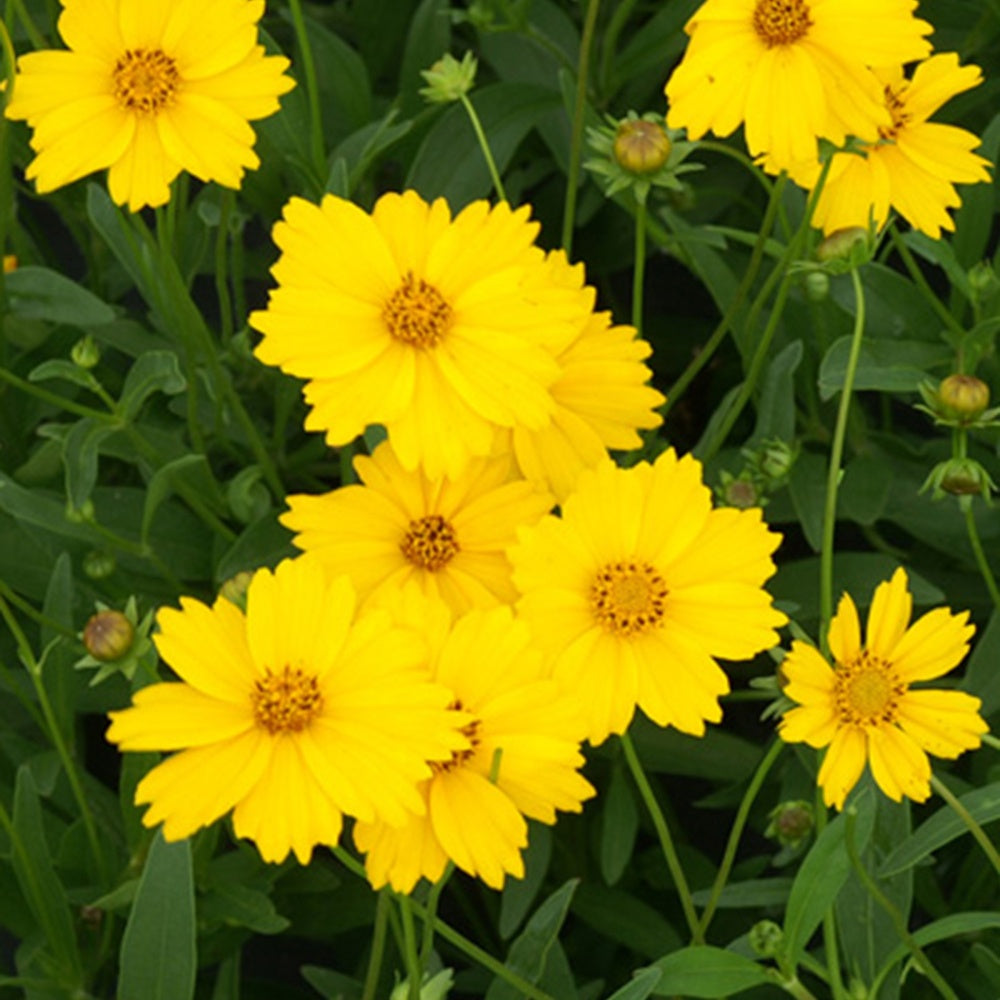 Coreopsis à grandes fleurs Etoile d'Or - Coreopsis grandiflora etoile dor - Willemse