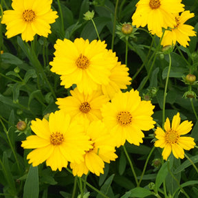 Coreopsis à grandes fleurs Etoile d'Or - Coreopsis grandiflora etoile dor - Willemse