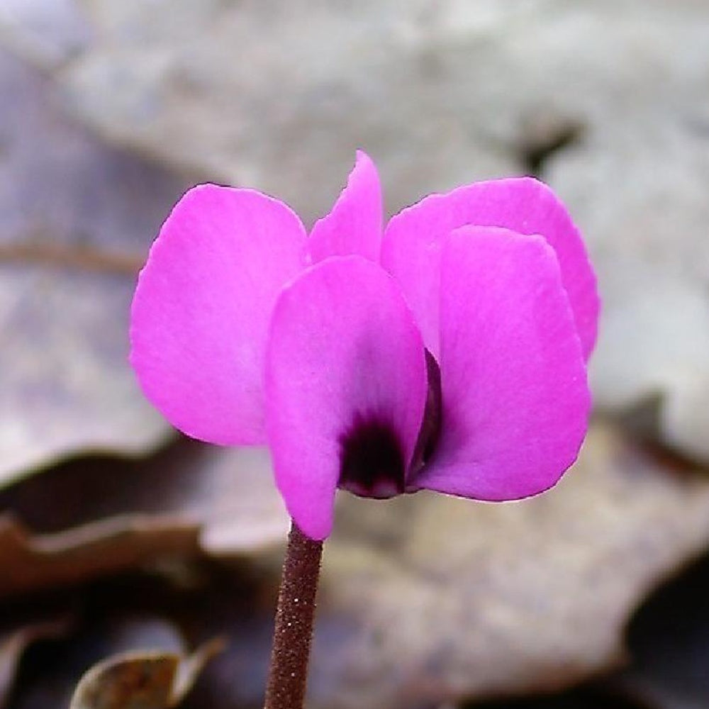 Vente Cyclamen coum Rose - Cyclamen coum