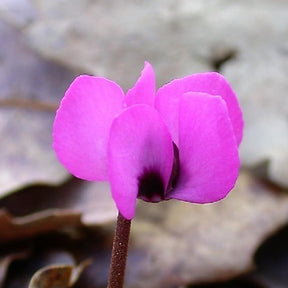 Vente Cyclamen coum Rose - Cyclamen coum