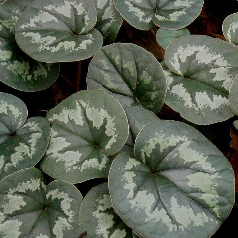 Vente Cyclamen coum Rose