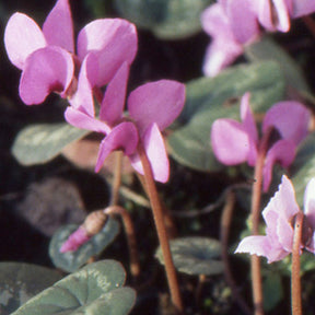 Cyclamen coum Rose - Cyclamen - Willemse