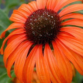 Echinacée  Tangerine Dream ®  - Willemse