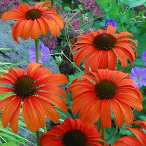 Echinacée  Tangerine Dream ®  - Echinacea purpurea Tangerine Dream ® - Willemse