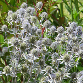 Panicaut - Panicaut à feuilles planes - Eryngium planum
