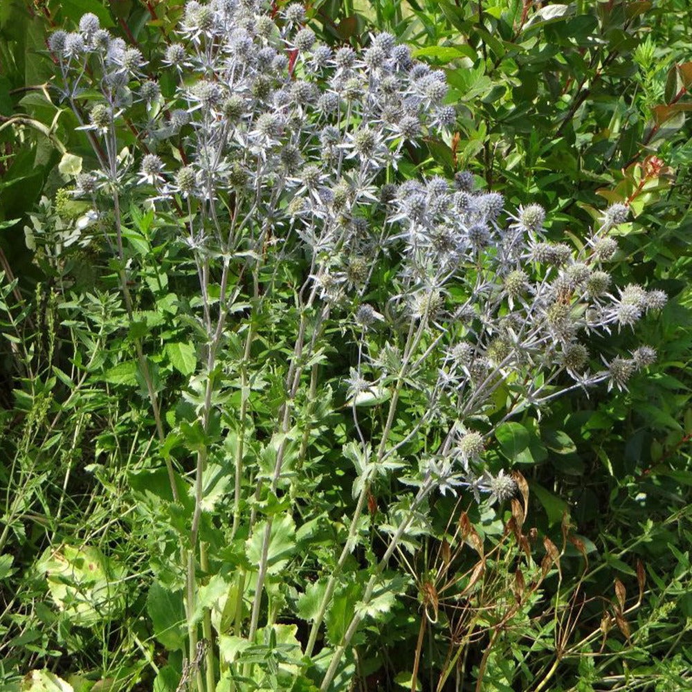 Vente Panicaut à feuilles planes