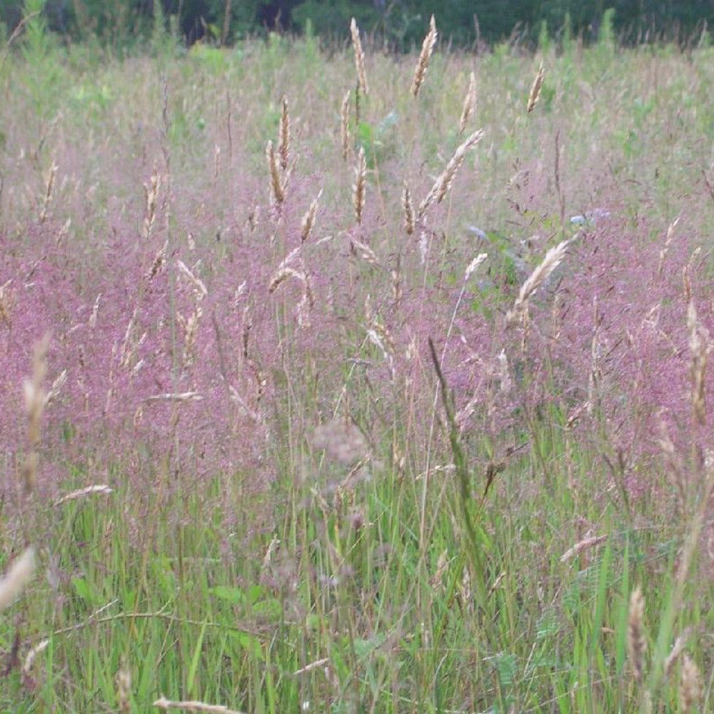 Eragrostis spectabilis - Herbe d'amour - Graminées