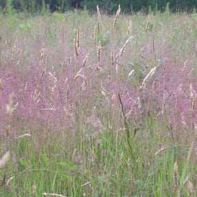 Eragrostis spectabilis - Herbe d'amour - Graminées