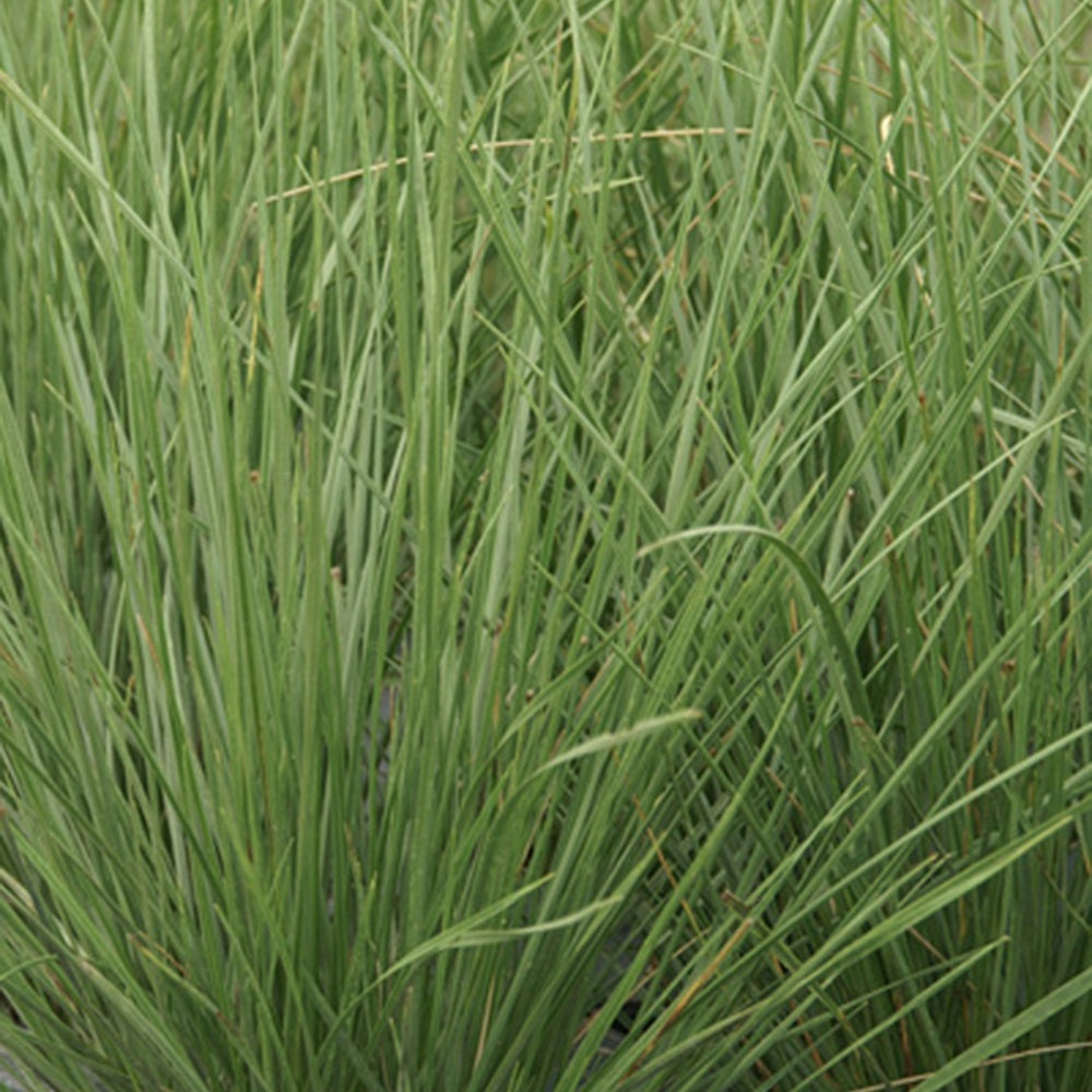 Fétuque mairei - Festuca mairei - Willemse
