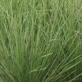Fétuque mairei - Festuca mairei - Willemse