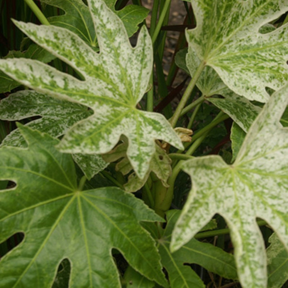 Fatsia japonica Spider Web - Aralia du Japon Spiders Web - Arbustes à feuillage persistant