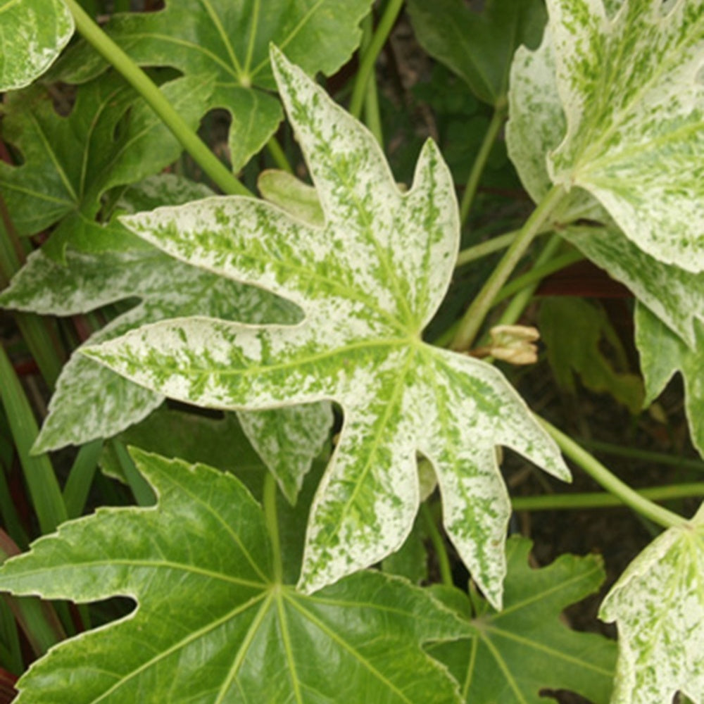 Arbustes à feuillage persistant - Aralia du Japon Spiders Web - Fatsia japonica Spider Web
