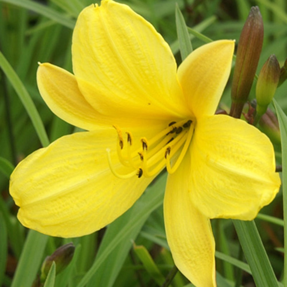 Hémérocalle - Hémérocalle Corky - Hemerocallis corky