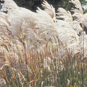 Miscanthus sinensis malepartus - Eulalie Malepartus - Eulalie - Roseau de Chine