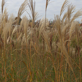 Miscanthus sinensis silberfeder - Eulalie Silberfeder - Eulalie - Roseau de Chine