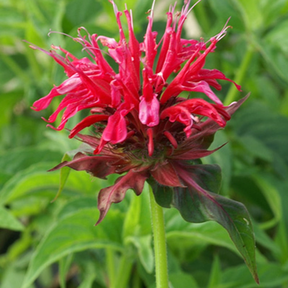 Monarda mahogany - Monarde Mahogany - Monarde