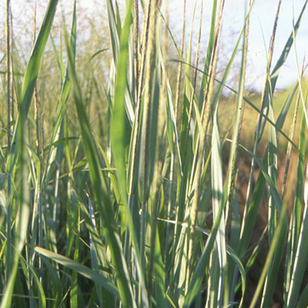 Panicum virgatum dallas blues - Panic effilé Dallas Blue - Panic