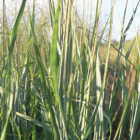 Panicum virgatum dallas blues - Panic effilé Dallas Blue - Panic