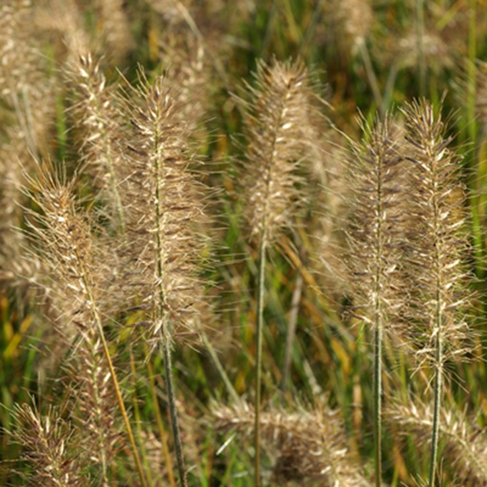 Herbe aux écouvillons Little Bunny - Pennisetum - Willemse
