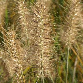 Pennisetum alopecuroides Little Bunny - Herbe aux écouvillons Little Bunny - Pennisetum - Pennisetum