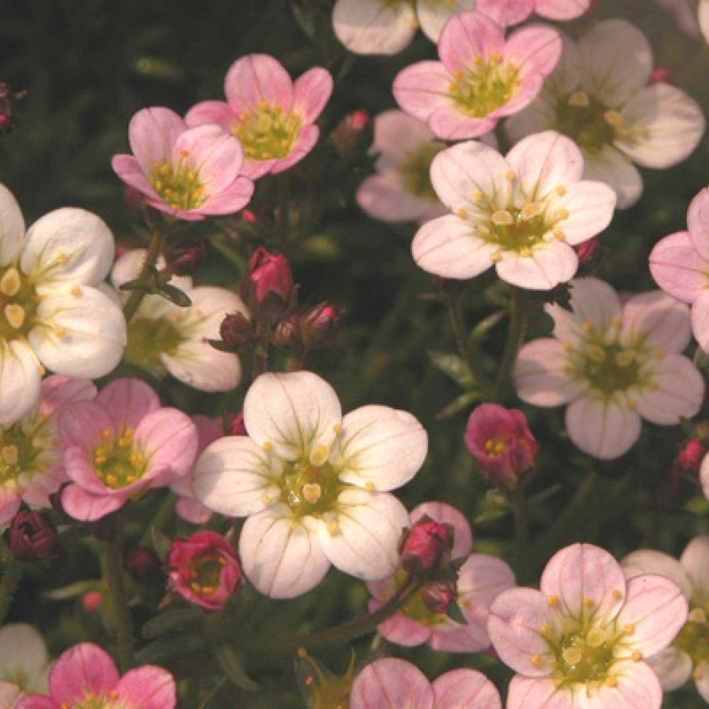Saxifrage Ware's Crimson - Saxifraga arendsii Ware's Crimson - Willemse