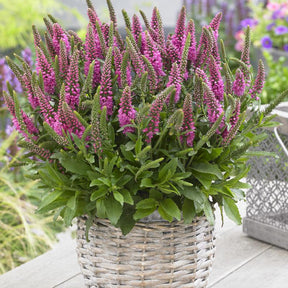 Veronica spicata bubblegum candle's ® - Veronique en épis Bubblegum Candles ® - Véronique