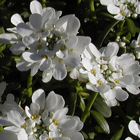 Corbeille d'Argent - Corbeille d'argent Schneeflocke - Iberis - Iberis sempervirens 'snowflake'