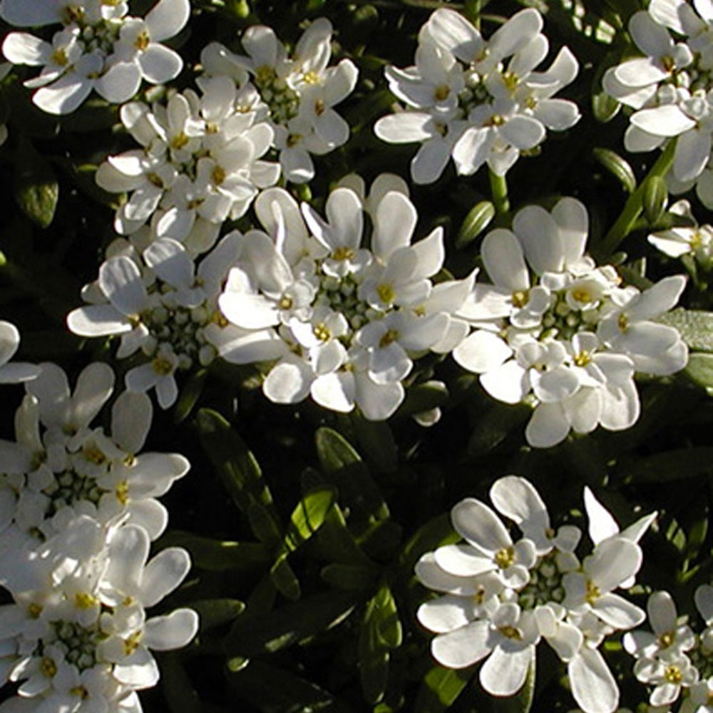 Vente Corbeille d'argent Schneeflocke - Iberis - Iberis sempervirens 'snowflake'