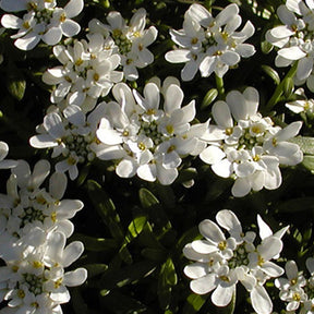 Vente Corbeille d'argent Schneeflocke - Iberis - Iberis sempervirens 'snowflake'